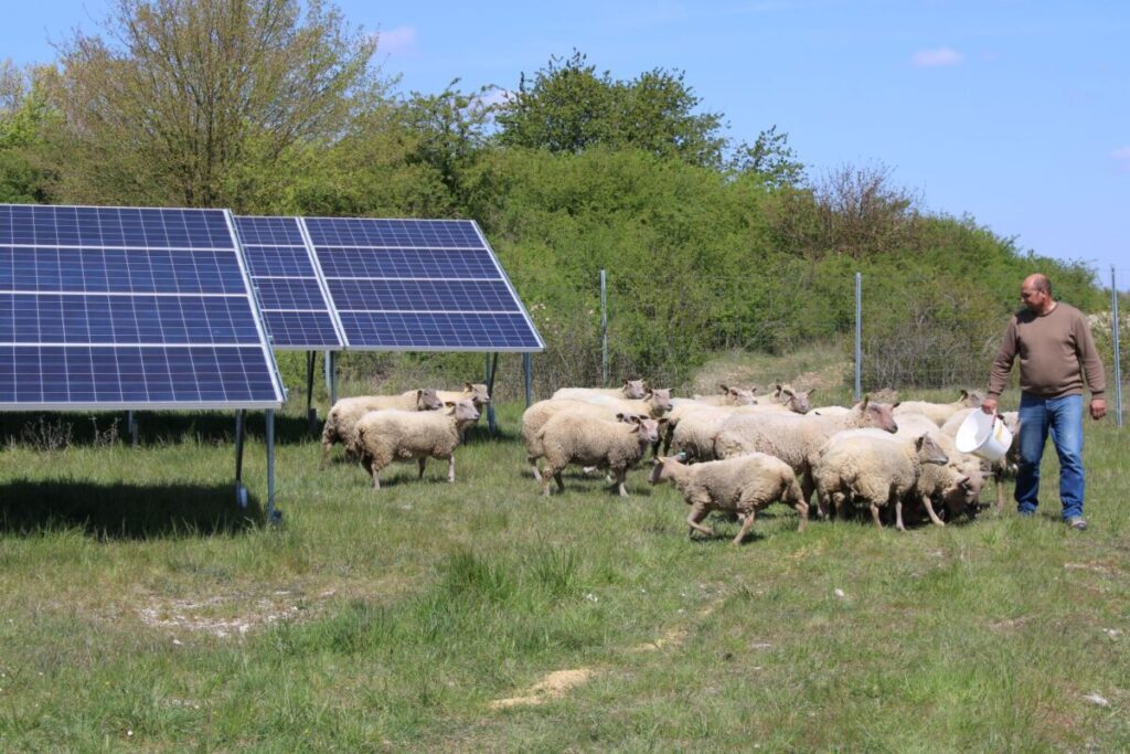 New agrivoltaics data shows improved grass, forage production under solar panels