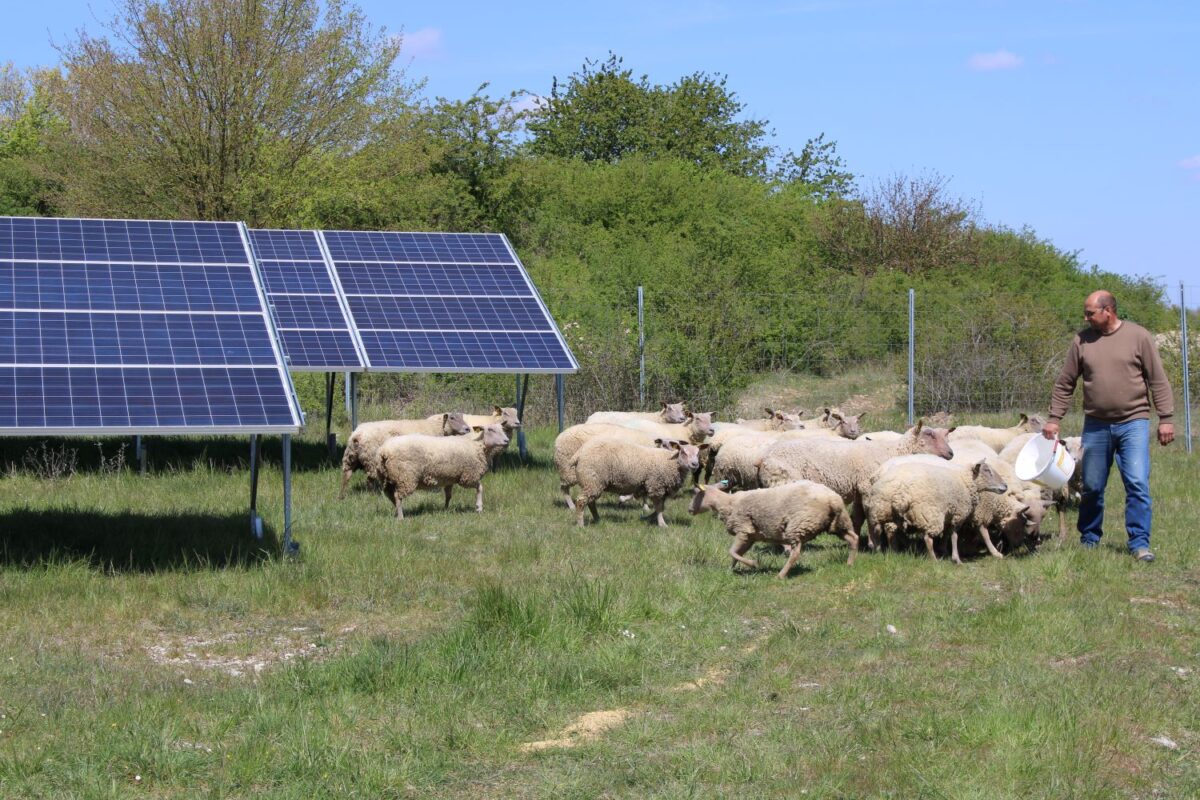 New agrivoltaics data shows improved grass, forage production under solar panels