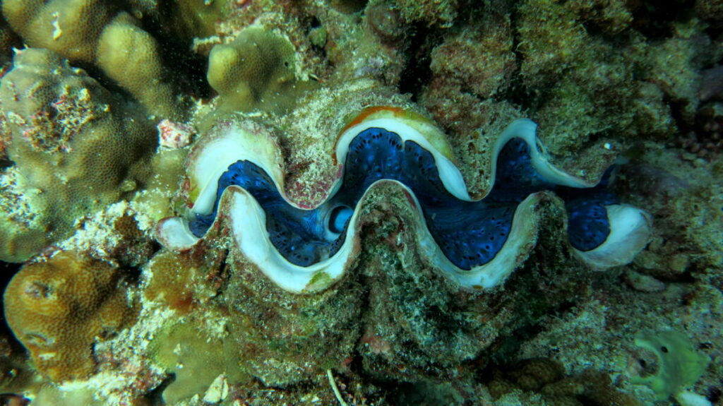 Solar cell makers can learn from giant clams, claim Yale researchers