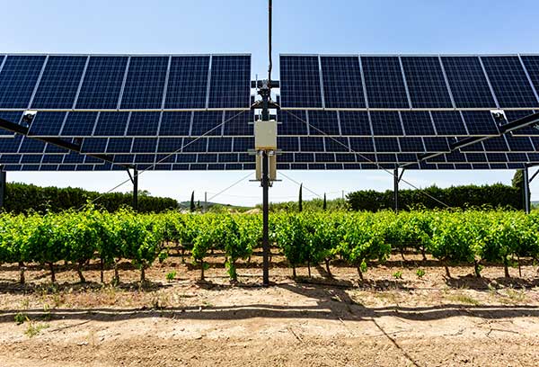 Agrivoltaics can increase grape yield by up to 60%