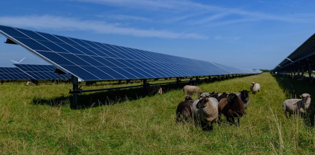 How farmers can install solar panels in fields without damaging the rest of their operation