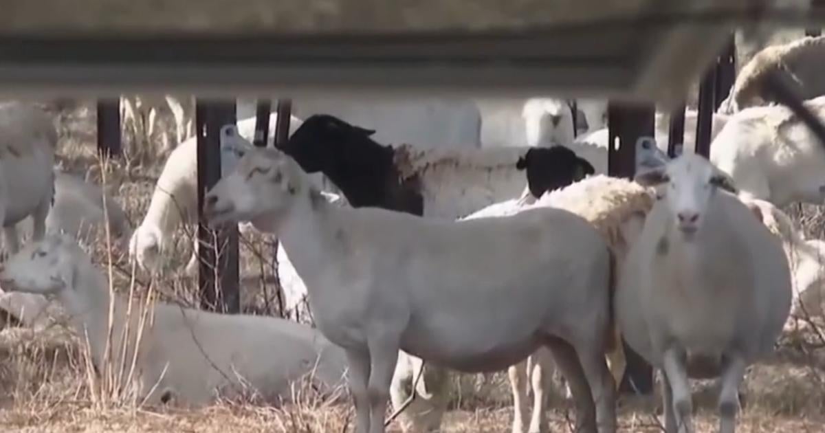 Solar industry using sheep to keep vegetation in check