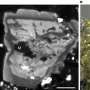 Pristine asteroid samples reveal secrets of the ancient solar system