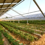 Agrivoltaics: towards the optimisation of the solar resource for energy and food
