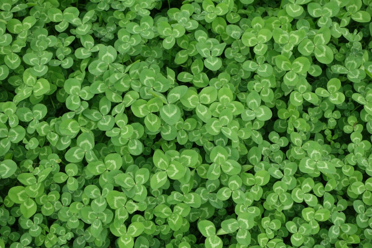 Planting turf, clover beneath solar plants can increase soil organic carbon