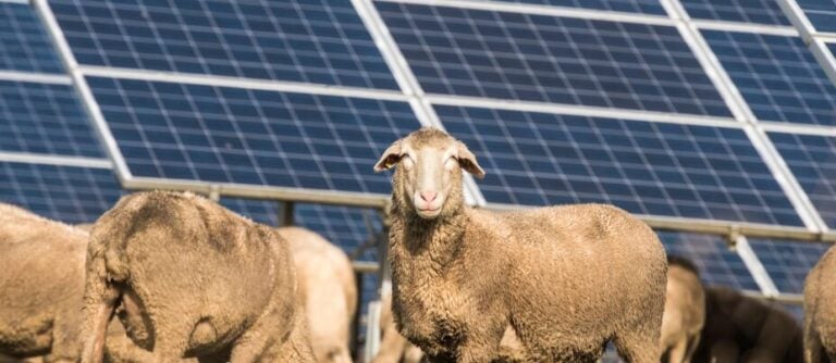 German IPP wpd starts construction at 140MW French solar project