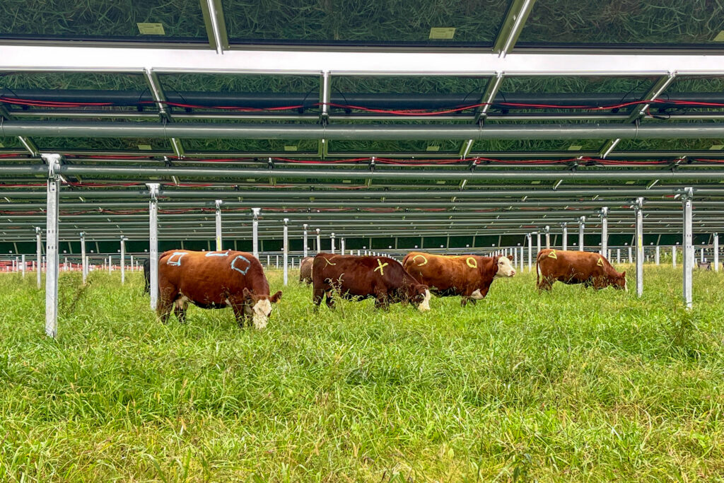 Can Cows and Solar Power Coexist? We’re About to Find Out
