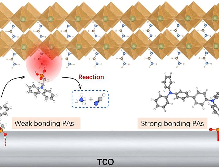 Limiting phosphonic acid interlayer–perovskite reactivity to stabilize perovskite solar modules | Science