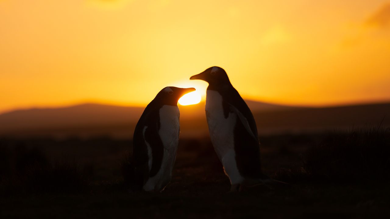 1 month until a ‘ring of fire’ annular solar eclipse puts on a show — mostly for penguins