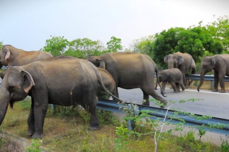 Push for solar park in Sri Lanka’s elephant terrain raises concern