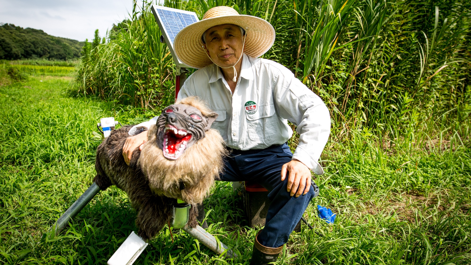 Japan runs out of robot wolves in fight against bears