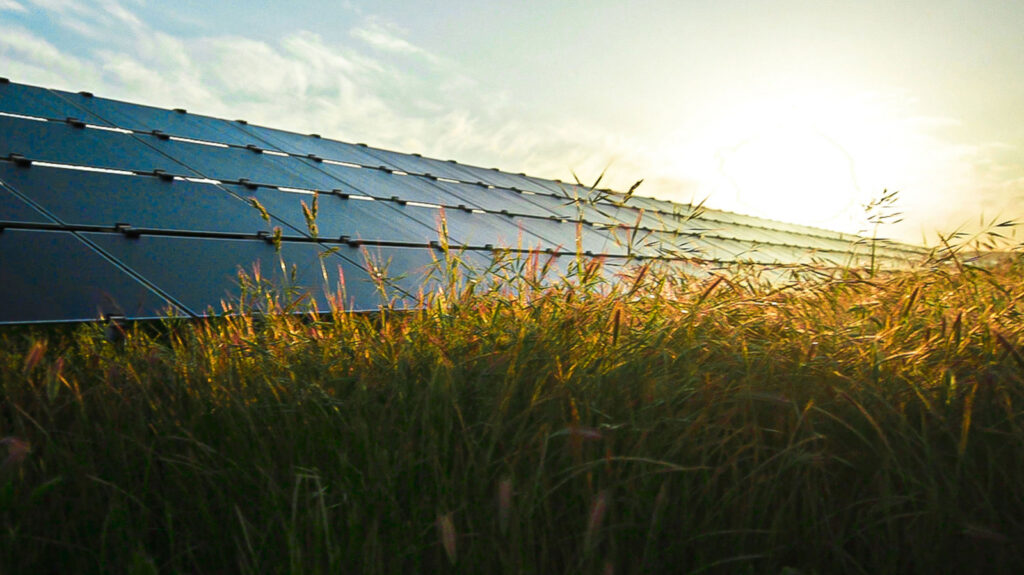 Solar Farms Are Having An Unexpected Effect On An Endangered Species