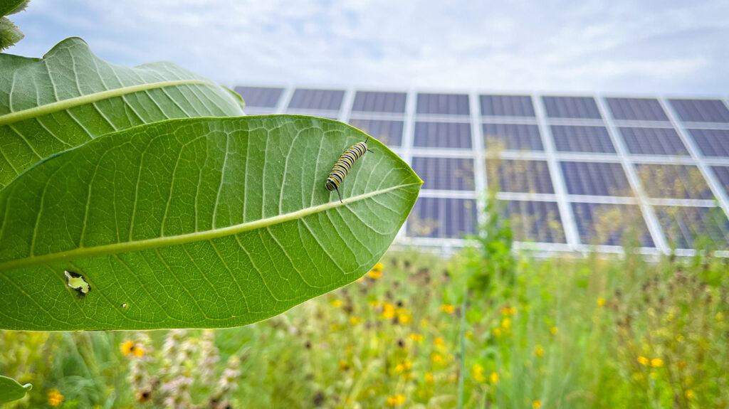 Solar Farms Are Having An Unexpected Effect On The Environment