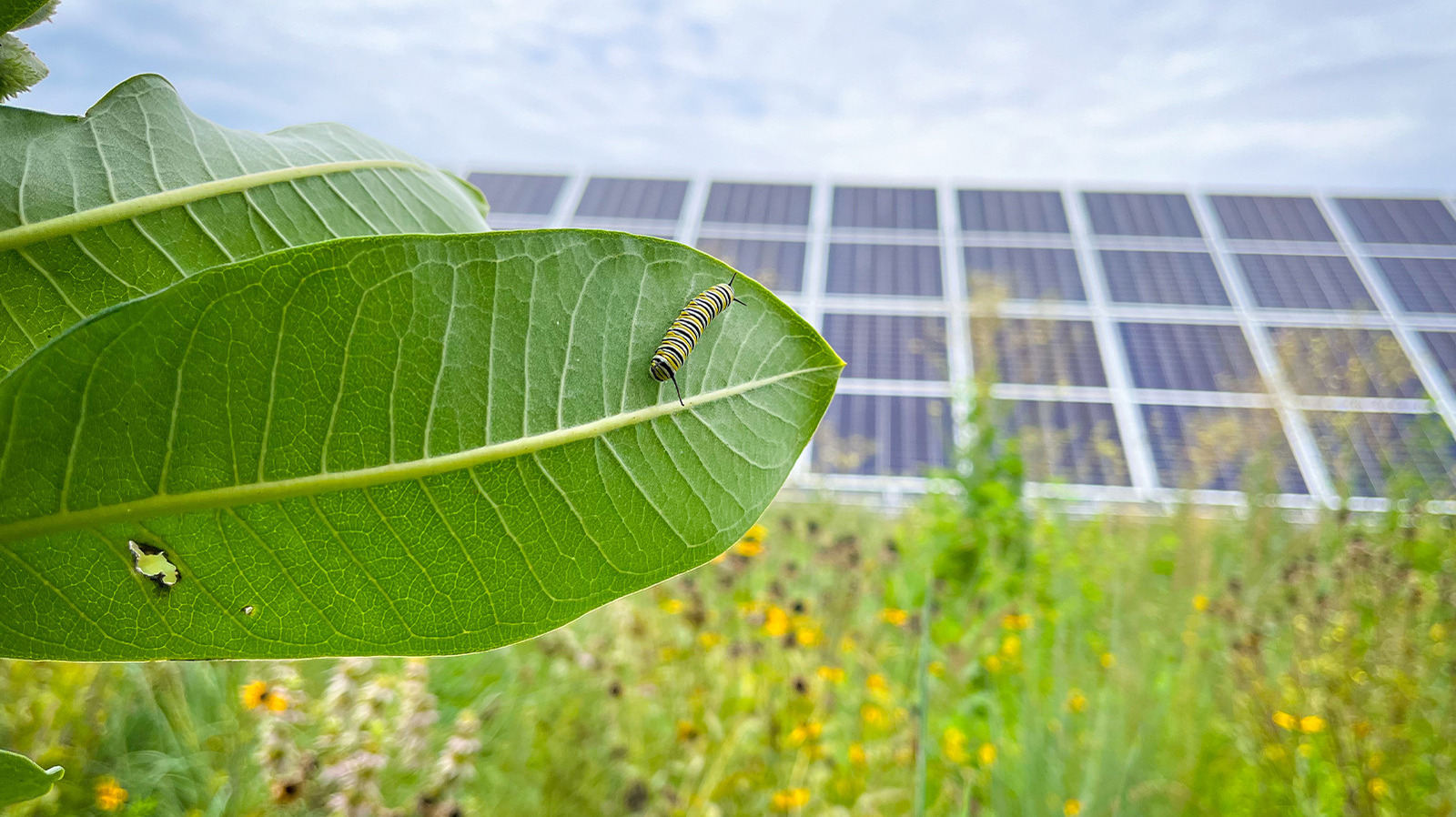 Solar Farms Are Having An Unexpected Effect On The Environment
