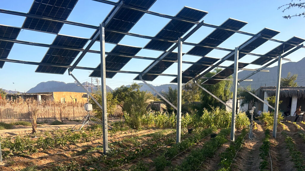Why Egyptian farmers are growing crops under solar panels