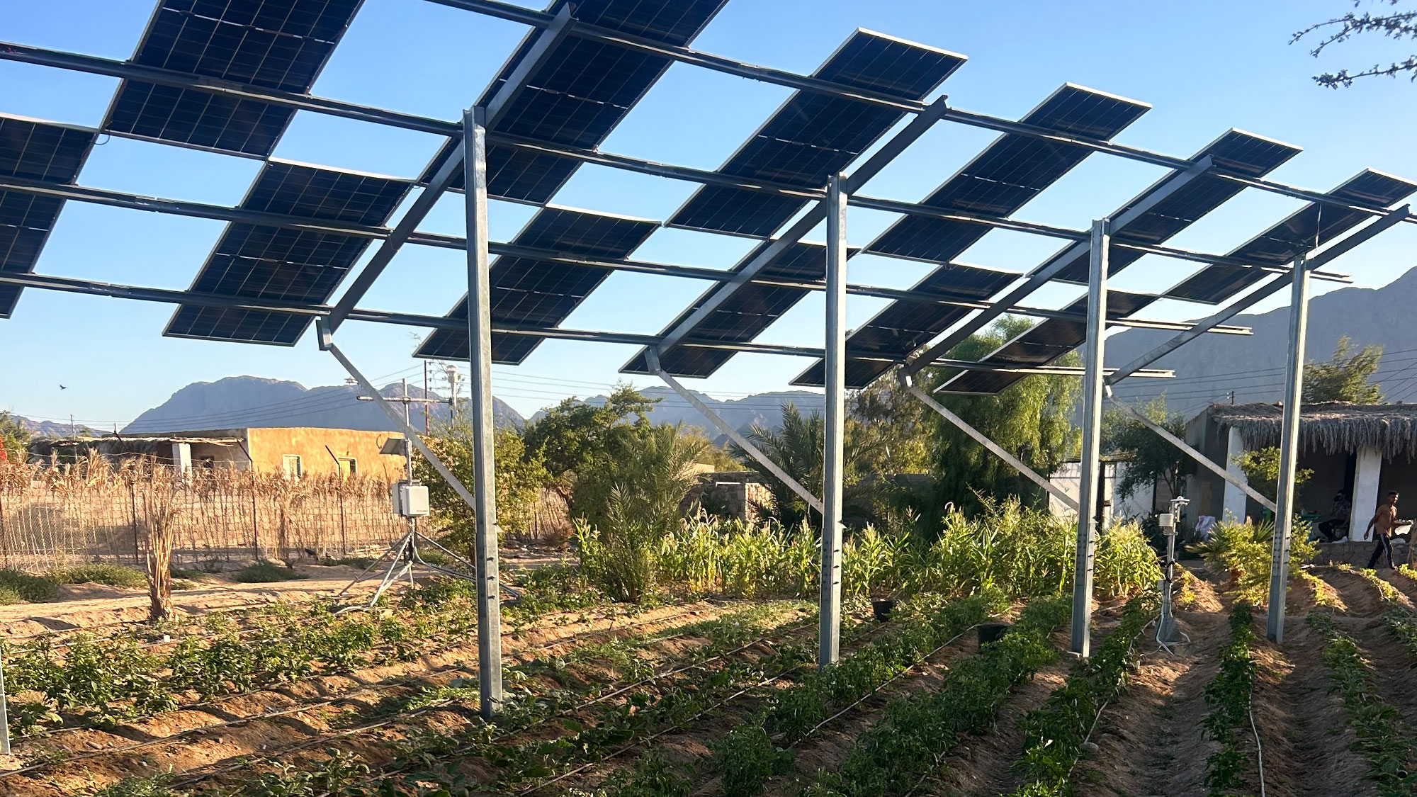 Why Egyptian farmers are growing crops under solar panels