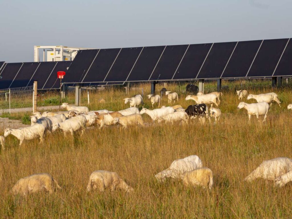 Trump Admin Just Effectively Killed a Popular Renewable Energy Program