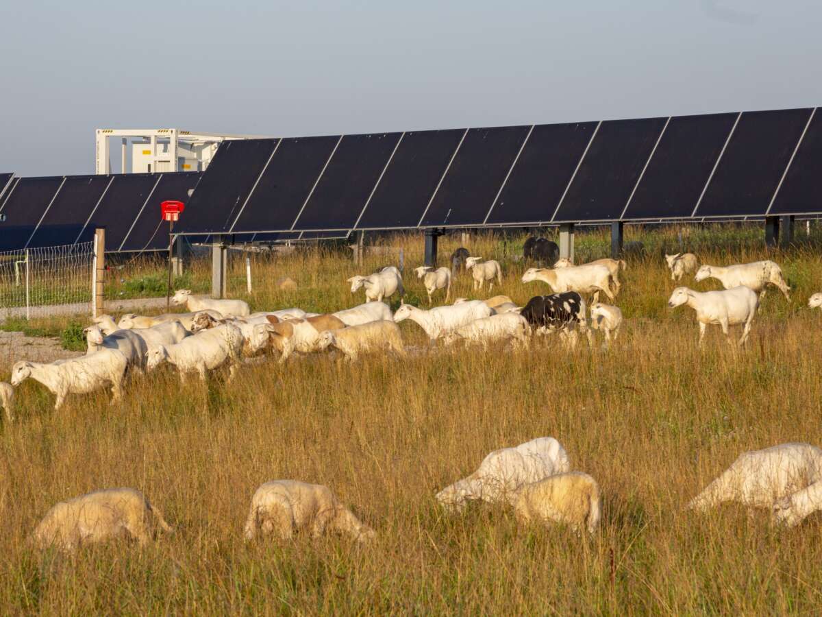 Trump Admin Just Effectively Killed a Popular Renewable Energy Program