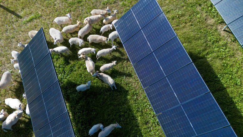 Researchers Find an Unexpected Benefit of Putting Sheep on Solar Farms